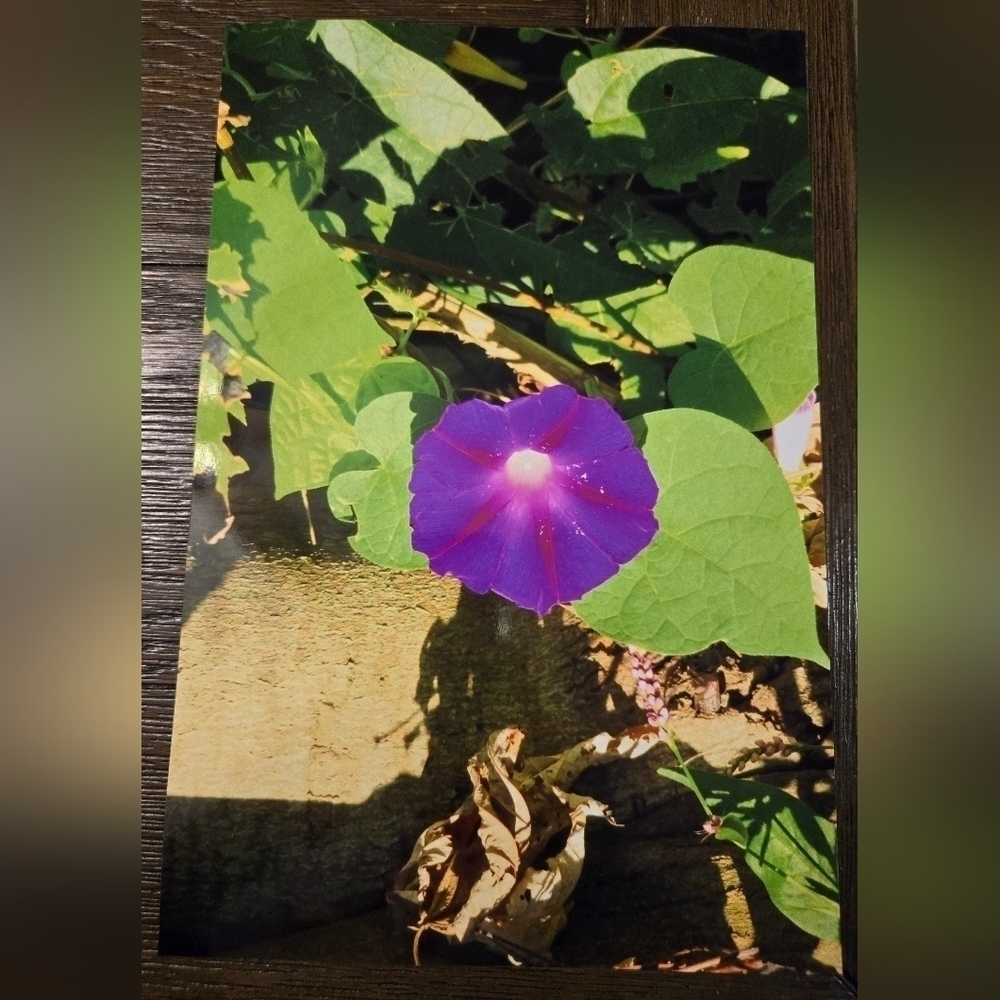 Stunning Purple Morning Glory Photo Print - Brand New